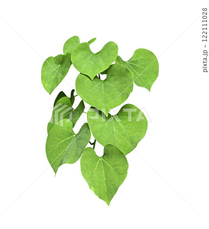 Green leaves Javanese treebine or Grape ivy (Cissus spp.) jungle vine hanging ivy plant bush isolated on white background with clipping path. 122111028
