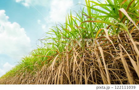 Agriculture, Sugarcane field at sunset. sugarcane is a grass of poaceae family. it taste sweet and good for health. Sugar cane plant tree in countryside for food industry or renewable bioenergy power. Agriculture, Sugarcane field at sunset. sugarcane is a grass of poaceae family. it taste sweet and good for health. Sugar cane plant tree in countryside for food industry or renewable bioenergy power. 122111039