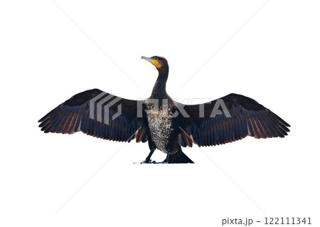 cormorant with spread wings isolated on white background cormorant with spread wings isolated on white background 122111341