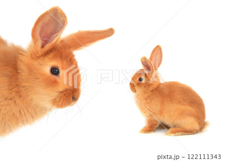 orange rabbit isolated on white background 122111343