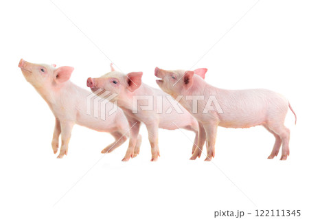 Three little pigs isolated on white background Three little pigs isolated on white background 122111345
