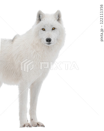 Polar white wolf looks intently into the camera isolated on white background 122111356