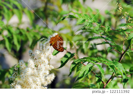 orange butterfly drinks nectar from flowers orange butterfly drinks nectar from flowers 122111392