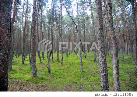 dancing forest on the Curonian Spit in Zelenogradsk dancing forest on the Curonian Spit in Zelenogradsk 122111598
