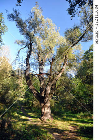 an old willow tree in the park at the estate in Leninsky Gorki, Moscow 122111684