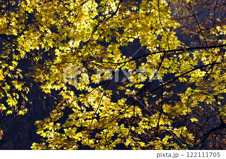 autumn leaves in Tsaritsyno Park 122111705