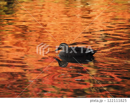 紅葉の池に浮かぶ鴨 122111825
