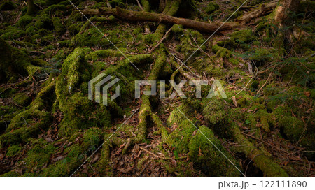 薄暗い森の中・青木ヶ原樹海 122111890