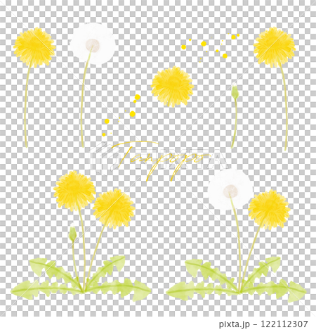手繪水彩插圖的蒲公英 122112307
