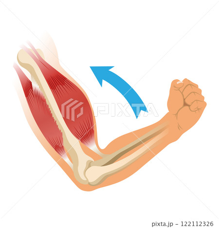 Arm muscle biceps with skeleton. Muscle tension of human hand on white background. Bones and joints in male silhouette. Medical vector illustration of hand for clinic or hospital 122112326