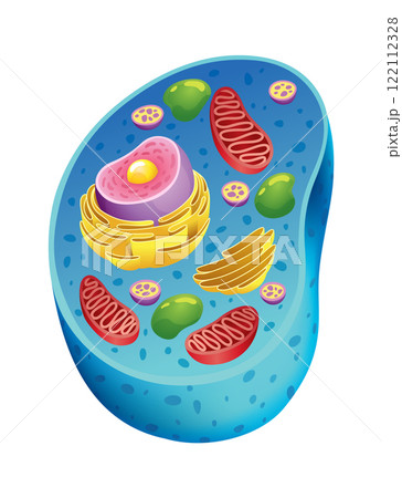 Animal cell anatomy infographics with detailed educative diagram and labelled elements realistic vector illustration Animal cell anatomy infographics with detailed educative diagram and labelled elements realistic vector illustration 122112328