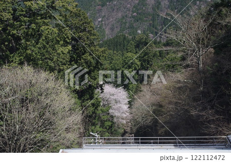 春の南海高野線沿線風景　 122112472