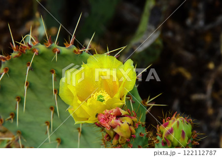 Prickly Pear Cactus Blossom Macro Prickly Pear Cactus Blossom Macro 122112787