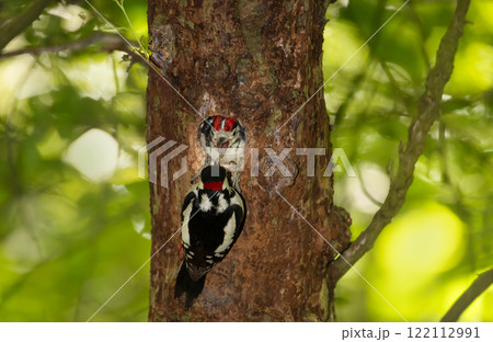 Great spotted woodpecker feeding its chick in spring 122112991
