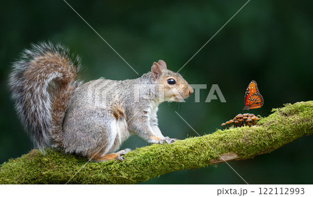 Portrait of a grey squirrel sitting on a mossy tree branch and watching a butterfly resting on tiny mushrooms Portrait of a grey squirrel sitting on a mossy tree branch and watching a butterfly resting on tiny mushrooms 122112993