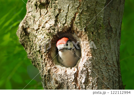 Great spotted woodpecker juvenile sitting in a tree hole in spring 122112994