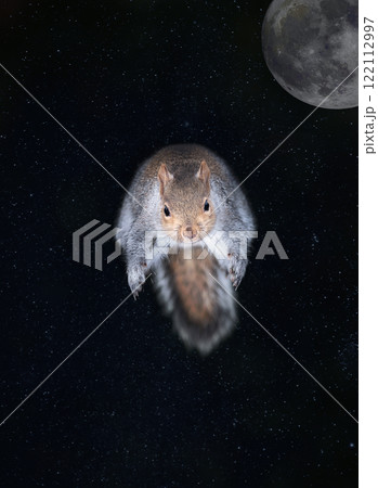 Grey squirrel leaping against a night sky with full moon 122112997