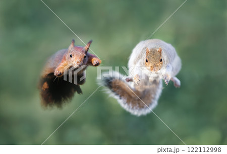 Close-up of red and grey squirrels jumping Close-up of red and grey squirrels jumping 122112998