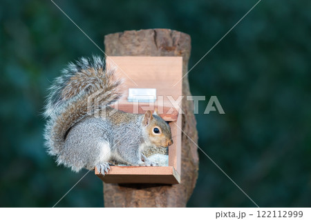Portrait of a grey squirrel eating nuts and seeds on a squirrel feeder 122112999