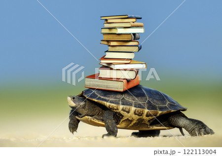 Turtle carrying a stack of books on its shell, creative educational concept Turtle carrying a stack of books on its shell, creative educational concept 122113004