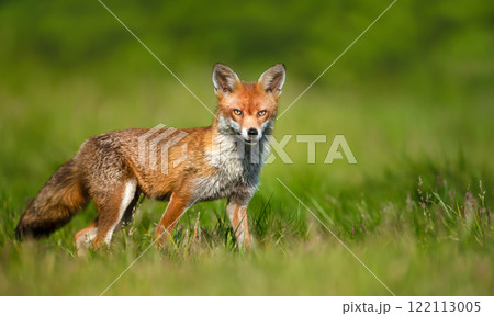 Portrait of a red fox standing in a meadow Portrait of a red fox standing in a meadow 122113005