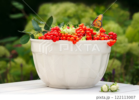 A Monarch butterfly rests on a bowl filled with fresh, ripe rowan berries and green hazelnuts A Monarch butterfly rests on a bowl filled with fresh, ripe rowan berries and green hazelnuts 122113007