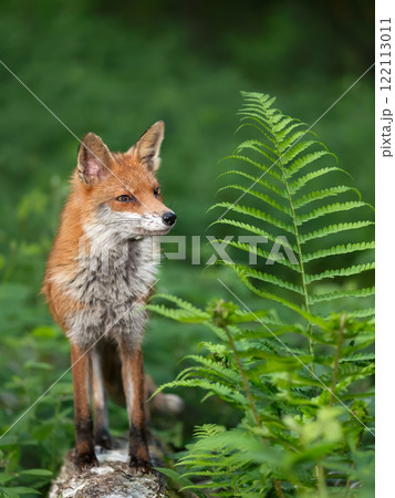 Portrait of a cute red fox standing on a tree in a forest Portrait of a cute red fox standing on a tree in a forest 122113011