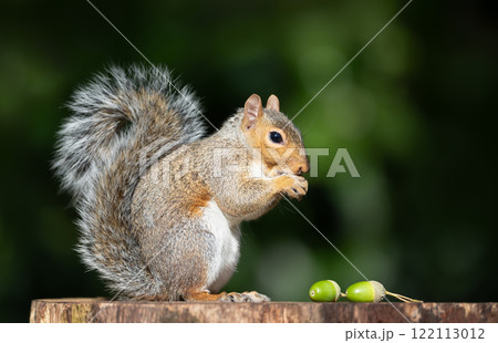 Portrait of a grey squirrel eating acorns on a tree stump in autumn 122113012