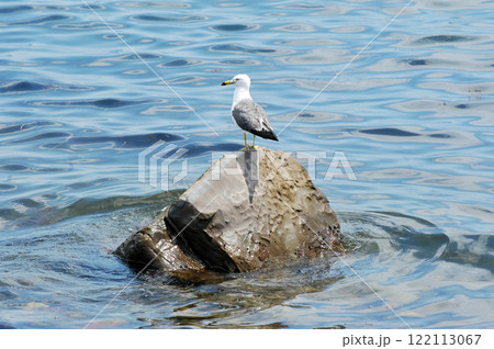 A seagull is sitting on a rock 122113067