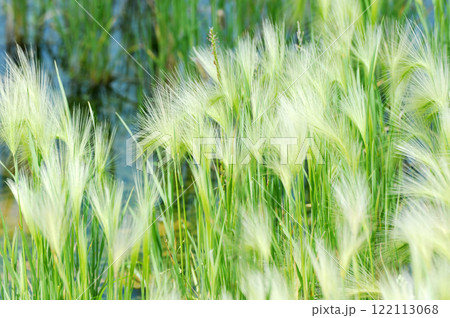 Botanical abstract background Botanical abstract background 122113068