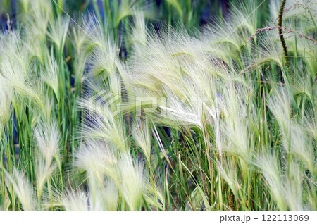 Botanical abstract background Botanical abstract background 122113069