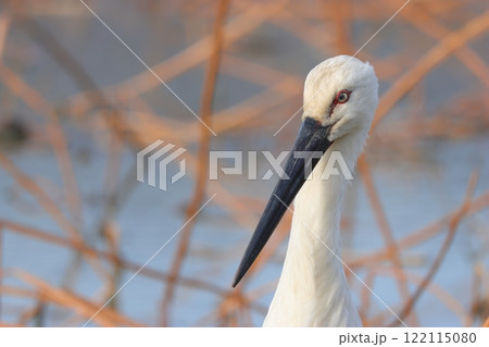 れんこん畑で採食するコウノトリ 122115080