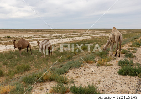 Camels foraging in the expansive Mangystau Region of Kazakhstan during a cloudy day Camels foraging in the expansive Mangystau Region of Kazakhstan during a cloudy day 122115149