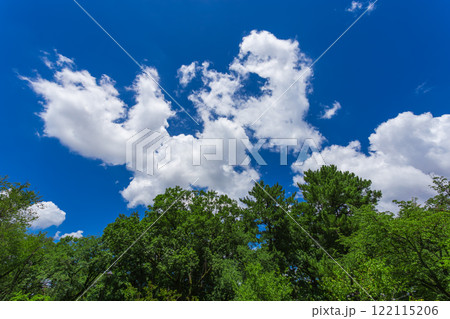小金井公園　晴天の青空と緑の景色 (2023年夏)-19 122115206
