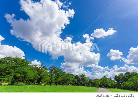 小金井公園　晴天の青空と緑の景色 (2023年夏)-35 122115233