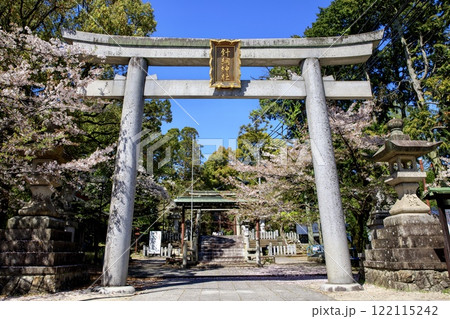 犬山市、針綱神社神社の鳥居と満開の桜 122115242