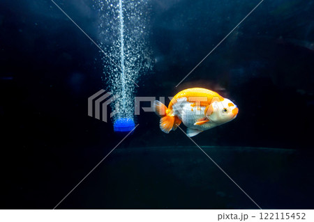 goldfish in fresh water aquarium , focus selective goldfish in fresh water aquarium , focus selective 122115452