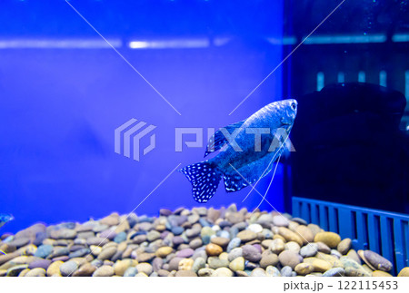 Blue Siamese Fighting Fish, Blue Red Betta Splendens in Fish Tank Closeup, focus selective 122115453
