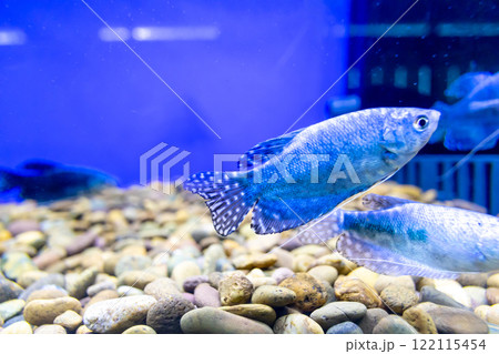 Blue Siamese Fighting Fish, Blue Red Betta Splendens in Fish Tank Closeup, focus selective Blue Siamese Fighting Fish, Blue Red Betta Splendens in Fish Tank Closeup, focus selective 122115454