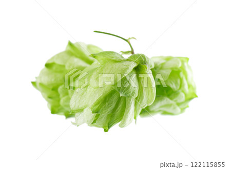 Fresh green hops branch, isolated on a white background. Hop cones with leaf. Organic Hop Flowers. Clipping path. 122115855