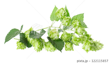 Fresh green hops branch, isolated on a white background. Hop cones with leaf. Organic Hop Flowers. Clipping path. 122115857