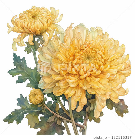 Meticulous yellow chrysanthemum Chinese A bouquet of yellow flowers with a white background. The flowers are yellow and are arranged in a way that they look like they are in a vase 122116317