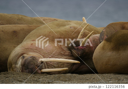 セイウチ 122116356