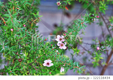 ピンク色のサクラギョリュウバイの花（冬、一月） 122116434