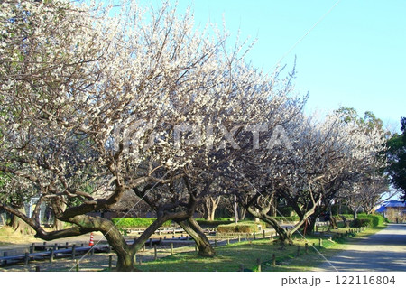 農業公園（兵庫県尼崎市）梅林 122116804
