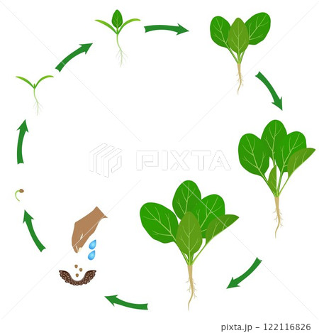 Life cycle of spinach plant on a white background. 122116826