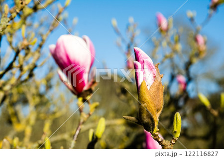 明るい青空の下の白と赤紫のグラデーションのついたモクレン　ロンドン郊外のキューガーデンにて 122116827