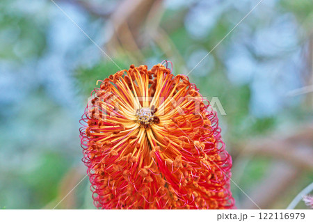 橙色のバンクシアエリキフォリアの花（冬、一月） 122116979