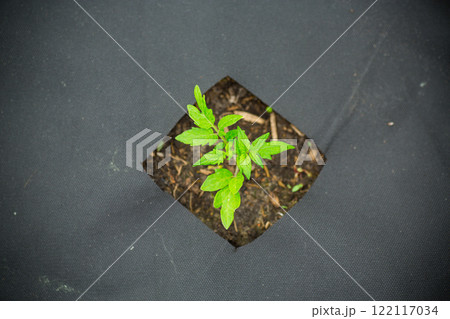 young sprouted tomato plant with several leaves growing out of the ground 122117034