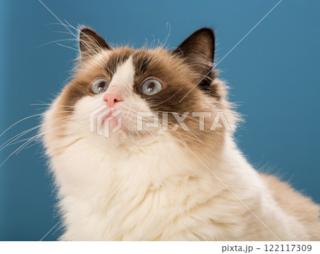 Blue-eyed Ragdoll cat on a blue background 122117309